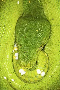 Green Tree Python Prints: Green tree python (morelia viridis)