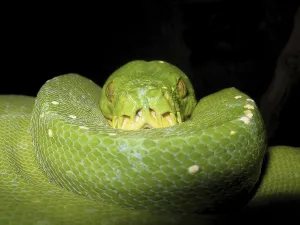 Green Tree Python Prints: Green tree python (Morelia viridis)