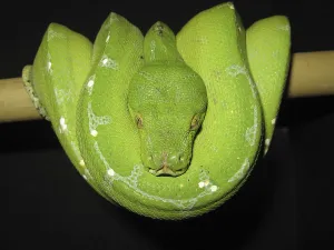 Green Tree Python Prints: Green tree python (Morelia viridis)