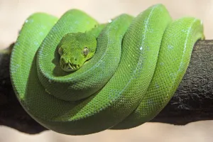 Green Tree Python Prints: Green tree python (Morelia viridis), captive