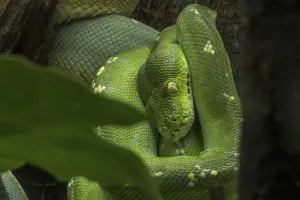 Australian Snakes Prints: Green tree python (Morelia viridis) (Python viridis) curled up in tree