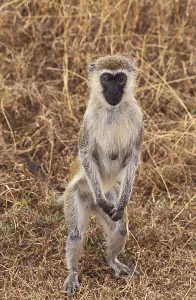 Kenyan Savannah Animals Prints: Grivet (cercopithecus aethiops)