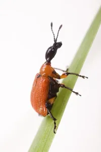 Hazel Leaf-roller (Apoderus coryli) on a blade of grass