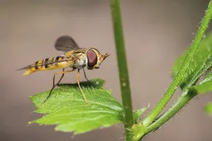 Hoverfly Images Prints: Hoverfly
