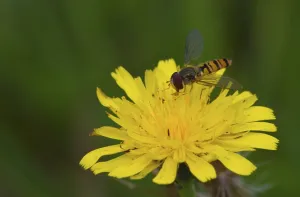 Insect Wildlife Habitat Prints: Hoverfly