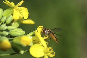 Syrphid Fly Pictures Prints: Hoverfly