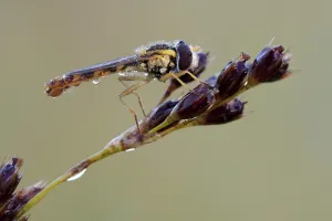 Syrphid Fly Pictures Prints: hoverfly