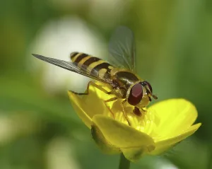 Natural Environment Insect Pictures Prints: hoverfly