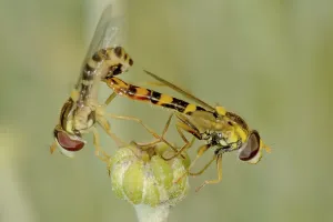 Animal Reproduction Behavior Prints: Hoverfly mating