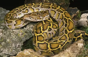 Indian Python (Python molurus) Print