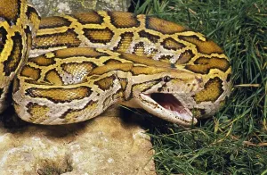 Aggressive Snake Behavior Prints: Indian python (python molurus)