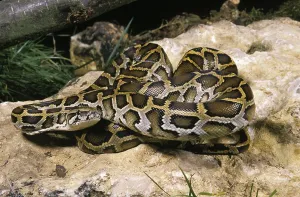 Scaled Reptile Pictures Prints: Indian Python (python molurus)