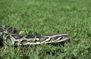 Constrictor Snake Species Prints: Indian python (python molurus)