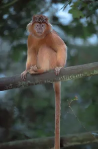 Java langur (Trachypithecus auratus auratus)