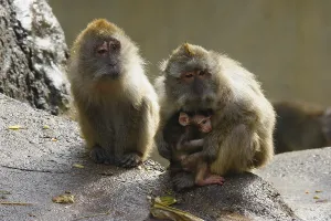 Crab Eating Macaque Prints: Java monkey with juvenile (Macaca fascicularis)