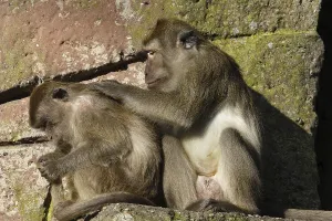 Crab Eating Macaque Prints: Java monkey with juvenile (Macaca fascicularis)