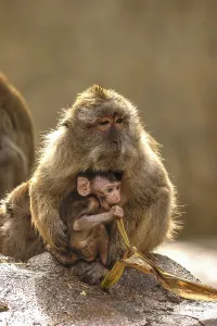 Crab Eating Macaque Prints: Java monkey with juvenile (Macaca fascicularis)