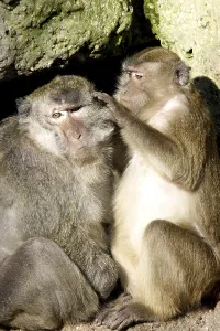 Crab Eating Macaque Prints: Java monkey with juvenile (Macaca fascicularis)