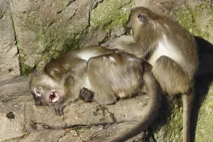 Crab Eating Macaque Prints: Java monkey with juvenile (Macaca fascicularis)