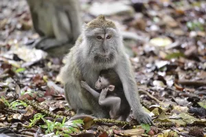Crab Eating Macaque Prints: Java monkey (Macaca fascicularis)