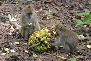 Crab Eating Macaque Prints: Java monkey (Macaca fascicularis)