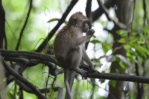 Crab Eating Macaque Prints: Java monkey (Macaca fascicularis)