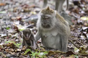 Crab Eating Macaque Prints: Java monkey (Macaca fascicularis)