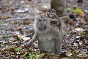 Crab Eating Macaque Prints: Java monkey (Macaca fascicularis)
