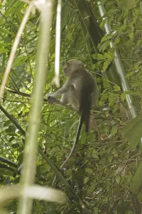 Crab Eating Macaque Prints: Java monkey (Macaca fascicularis)