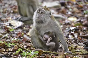 Crab Eating Macaque Prints: Java monkey (Macaca fascicularis)