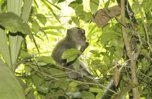 Crab Eating Macaque Prints: Java monkey (Macaca fascicularis)