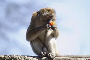 Crab Eating Macaque Prints: Java monkey (Macaca fascicularis)