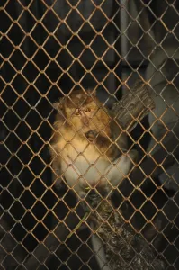 Crab Eating Macaque Prints: Java monkey (Macaca fascicularis)