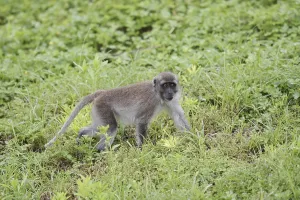 Crab Eating Macaque Images Prints: Java monkey (Macaca fascicularis)