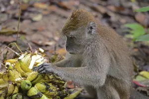 Crab Eating Macaque Prints: Java monkey (Macaca fascicularis)