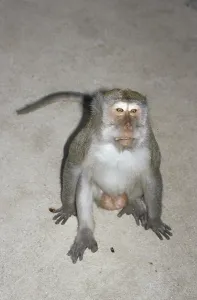 Natural Wildlife Habitats Prints: Java monkey (Macaca fascicularis)