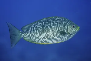 Underwater World Of Bony Fish Prints: Java Rabbitfish (Siganus javus)
