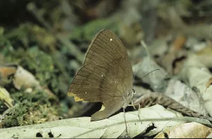 Butterflies In Natural Habitat Prints: Java spotted moth (Nymphalidae)