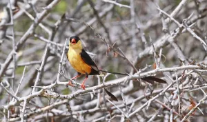Wildlife Nature Reserve RSA Prints: K
