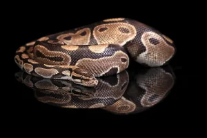 Python Regius Prints: King python, (Python regius), adult