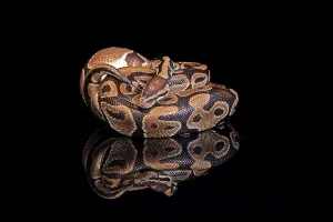 Python Regius Prints: King python, (Python regius), adult