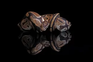 Python Regius Prints: King python, (Python regius), adult