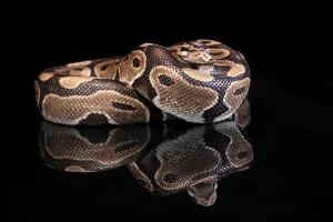 Python Regius Prints: King python, (Python regius), adult
