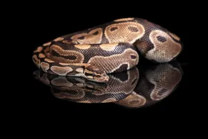 Wildlife Photography Snakes Prints: King python, (Python regius), adult