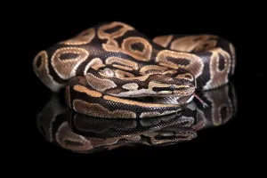 Python Regius Prints: King python, (Python regius), adult