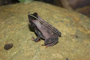 True Toad Images Prints: Leaf linnet toad, eared toad (Bufo typhonius)
