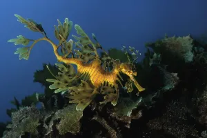 Bony Fish Osteichthyes Images Prints: Leafy seadragon (Phycodurus eques)