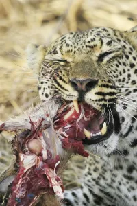 Feliformia Wildlife Images Prints: Leopard eats impala