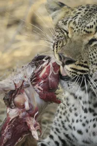 Big Cat Feeding Habits Prints: Leopard eats impala