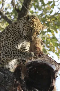 Feliformia Mammalian Predators Prints: Leopard eats impala in a tree